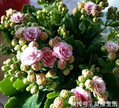 长寿花开完花后，给它做3个“小动作”，还能再开一茬花
