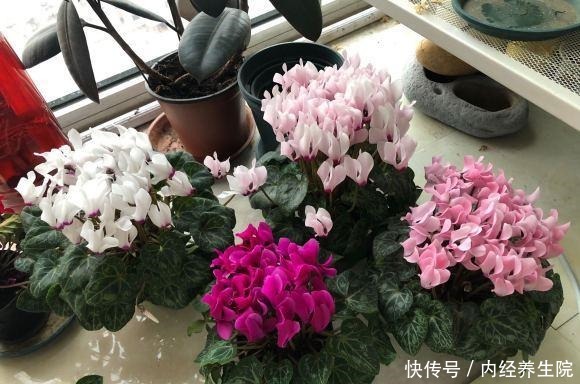 养这2种花的，冬天开完了，不要丢，简单“处理”，秋天接着开！