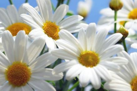 新手养花，不如养盆花中精品“甜蜜马车”，繁花爆盆，艳压群芳