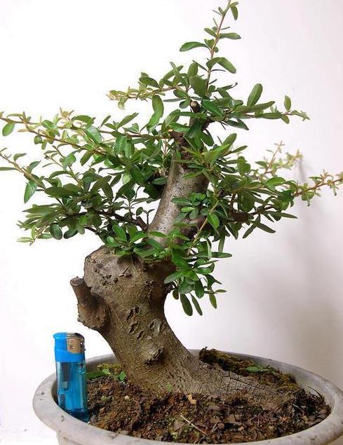 拿到好的 火棘 树桩 这样处理 盆景 才出彩 粉紫色 拿到好的 火棘 树桩 这样处理 盆景 才出彩 粉紫色