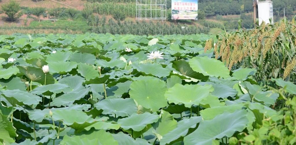 秦勇|盛夏时节 来自贡这里“荷”你相遇