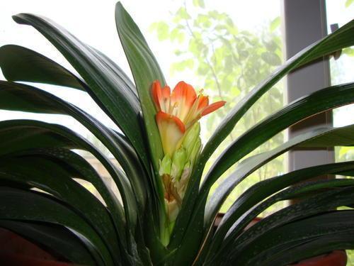 君子兰长得慢、不开花2种肥扔盆里，注意几点，轻松开爆盆