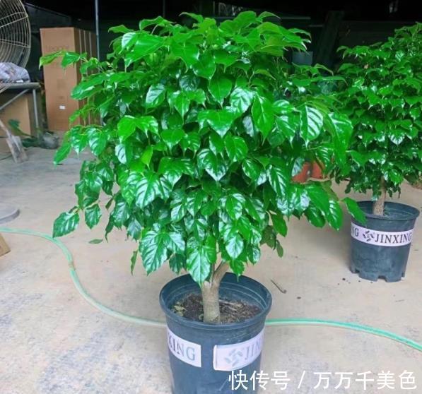 红掌|养花5年，一直保留的4种花，皮实好养颜值高，美极了