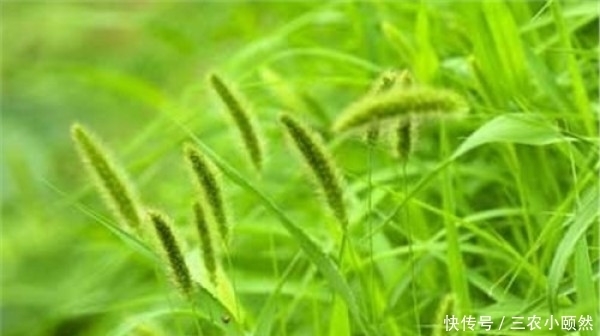 一种生命力极为顽强的植物，儿时当其玩具玩，还可入药治病，您知道叫什么草