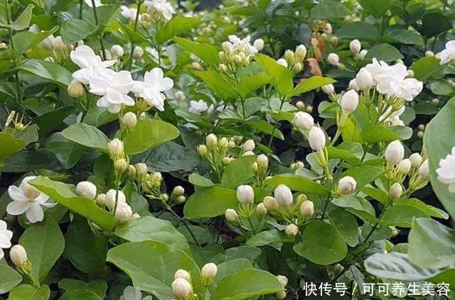 这些植物一定要勤浇水，不然分分钟“渴死”！