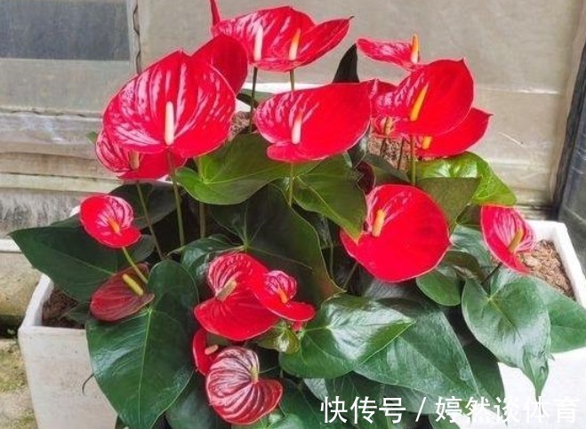 “旺运又招财”的4种花，家里养1盆，招财又招运，添福添财添喜庆