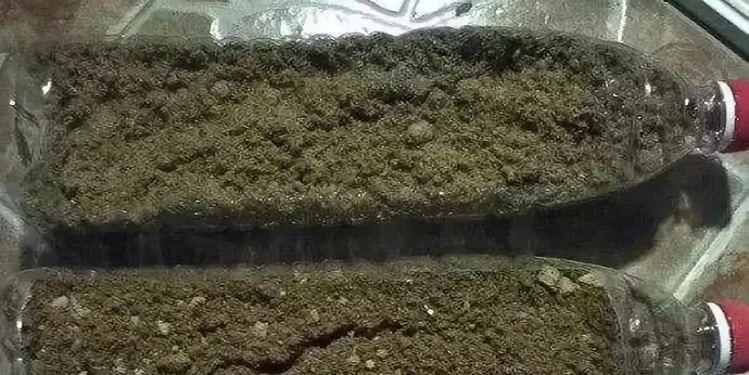  花草|养花不用买土，用这几样东西掺一块儿，种什么花草都旺