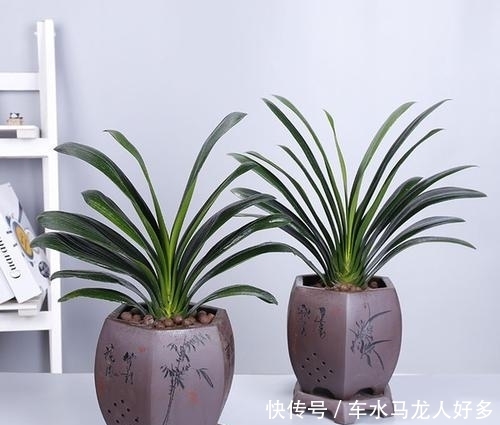 君子兰出现了几个症状,就是在向你呼救,赶快行动起来