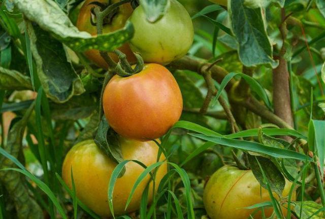 紫菜紫菜|怀孕期间，3种食物孕妇不适宜吃，宝宝可能会不喜欢哦