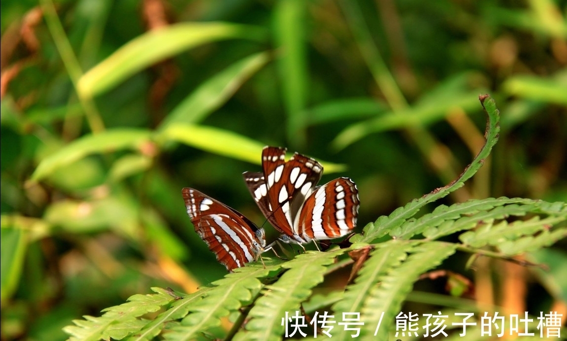 那个女郎|聊斋故事|五彩大蝴蝶