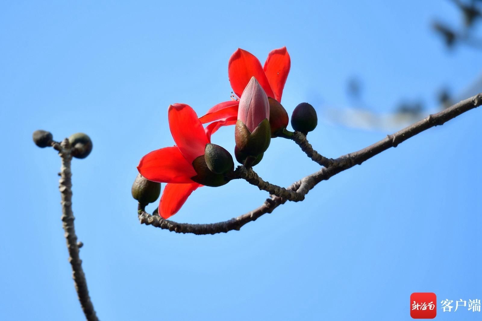 木棉花悄然开放 点缀海口街头|组图 |木棉花悄然开放 点缀海口街头\＂,\＂i12\＂:\＂组图