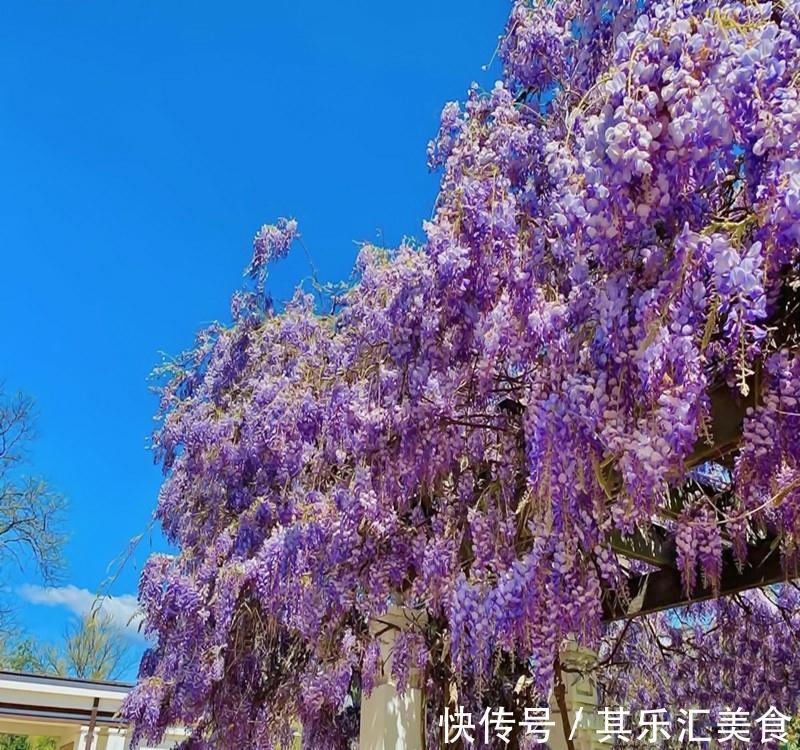 藤花|邻居阿姨真能干，小院养3种“爬藤花”，每年花开满院，太美了