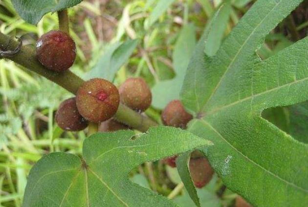 老邪|俗称“土黄芪”，药用价值高，如今很少见了，你认识这种植物吗