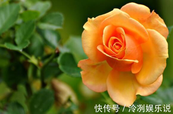 想养花选“它”花语一份神秘的爱,花姿艳丽夺彩,比菊花还美