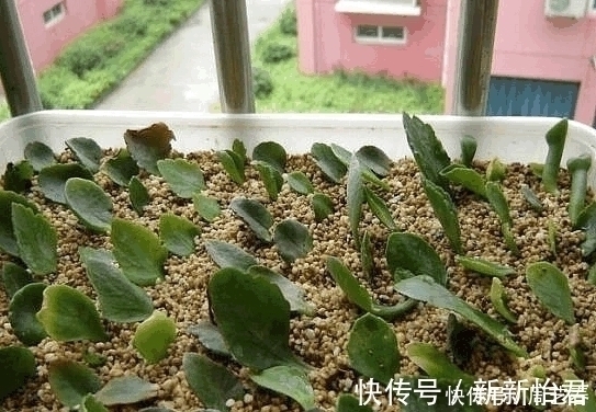 5种“不死花”, 一片叶子就能繁殖一整盆, 不用再买盆栽了!