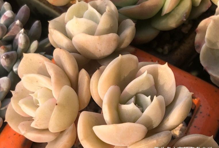 多肉鲁氏石莲和菲欧娜,一个养成老桩有味道,另一个颜值长期在线