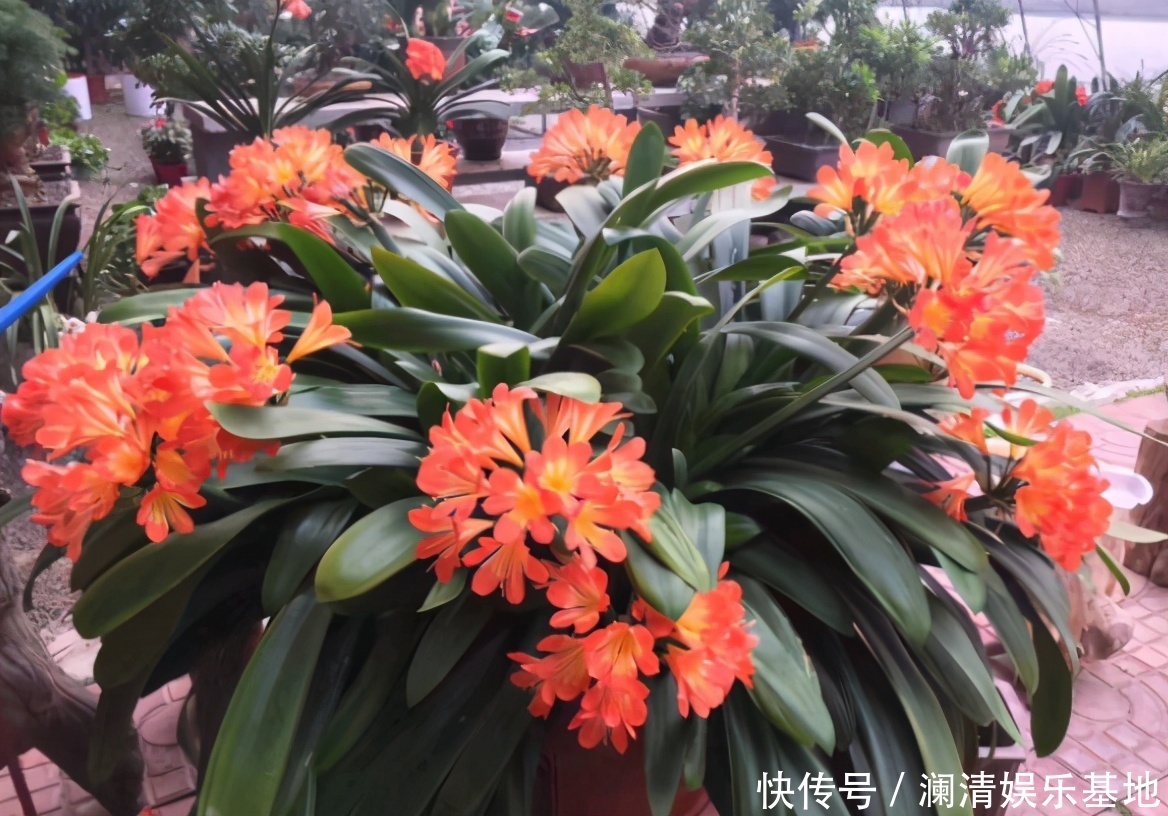 根尖|春季养君子兰,新手不经意会犯五个错,难怪越养越糟,始终养不好