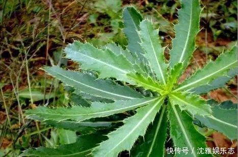  农村这种野草浑身是刺，曾遭人嫌弃，如今有钱都不好买到