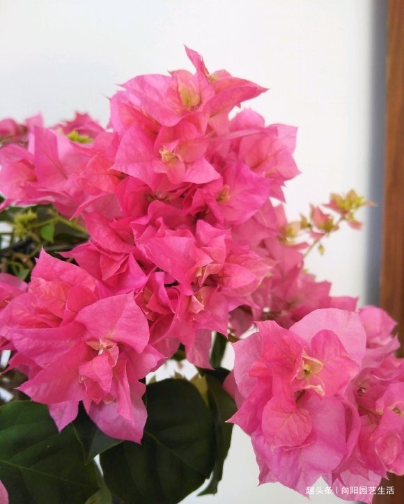 三角梅正育芽，赶紧追加“有机肥”，做好“2步”，强势爆开花