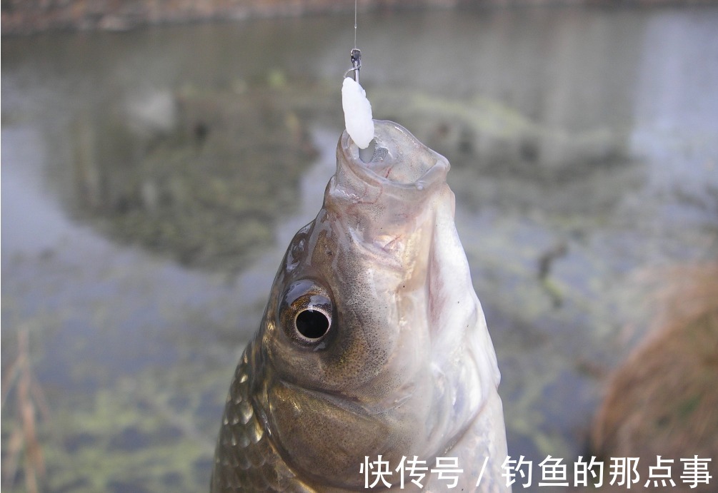 天一冷，大板鲫反而更好钓？实不相瞒，牢记了这几点，想空军都难