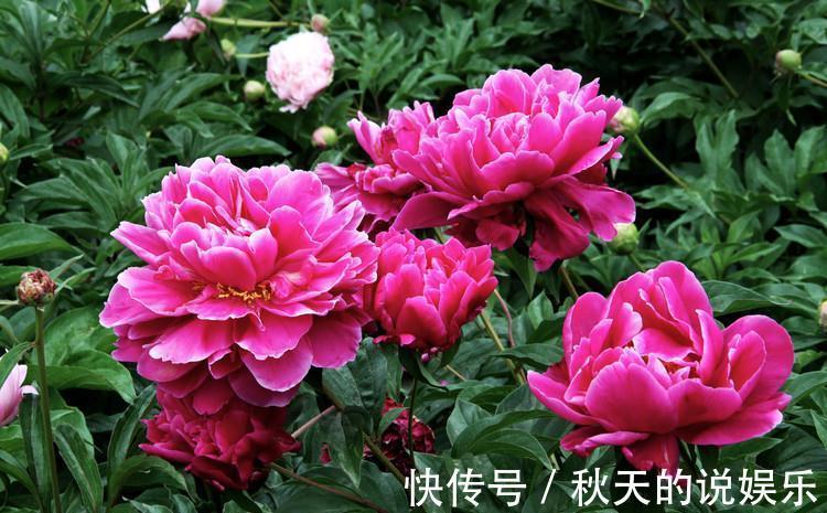 从11月7日开始,家养此款花卉,耐旱又耐晒,花开大又艳