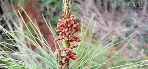 见到|松树身上一种稀罕物,老农常用它泡酒,晒干60元一斤,见到别错过