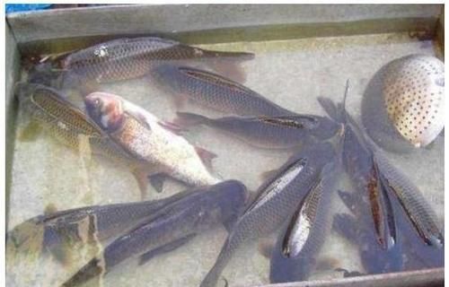 鱼鳞|菜市场最坑的3种鱼,有些人经常购买,实际上鱼贩子自己都不吃