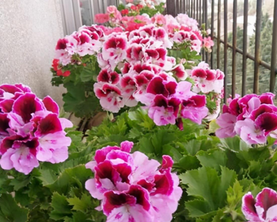 漂亮|3种漂亮花，开完花快剪，浇一次肥，营养足，花开一茬接一茬