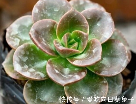 养多肉别忘了巧克力方砖