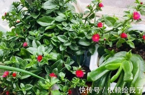 聪明人养花就养3种，可镇宅招财、有益健康，养护也省心