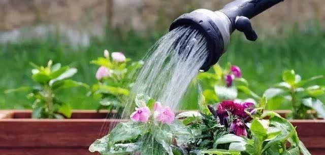 发现冬天养花有5种水不能浇,浇之后,那叫一个“惨”,都看看吧