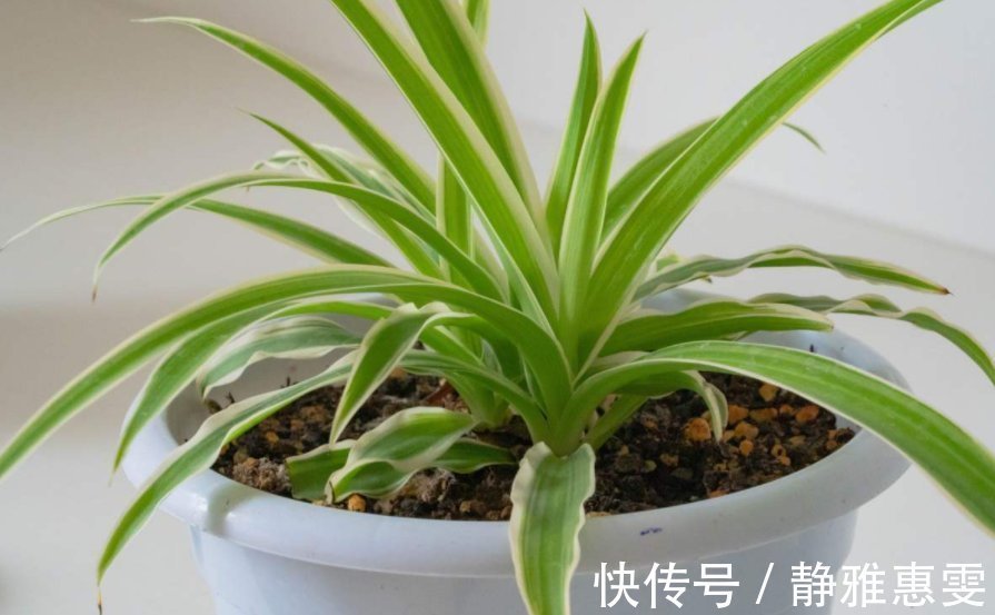 干枯|为什么吊兰总干尖?4个原因导致,对症下药好得快