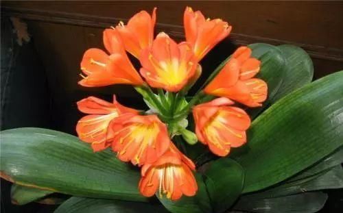  方法|1种配土方法种君子兰，新叶嗖嗖长，年年都开花