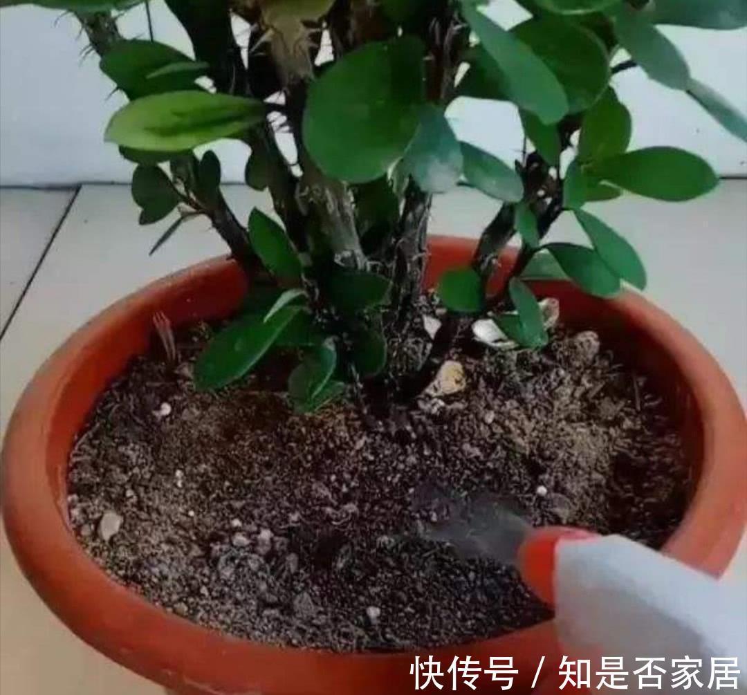 盆栽|养花小技巧:学会这5招,轻松解决盆栽虫害问题