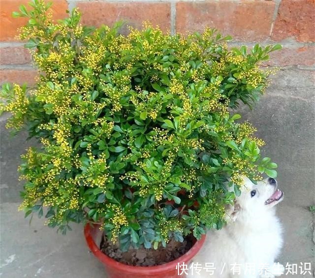 这6种花 再穷也要养 气味芬芳,杀菌抑菌!