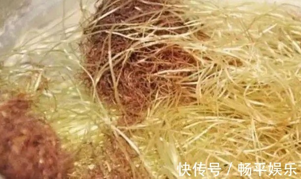 蒲公英根|17岁女生因一壶蒲公英水,送入医院,提醒蒲公英泡水有4大禁忌