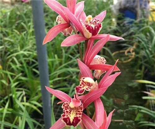  兰花|它是兰花中的“妖精”，花苞又大又香，花色越开越红，新手也能养