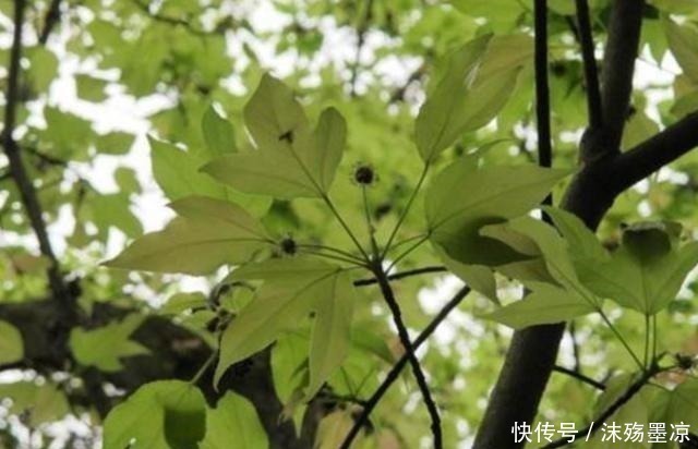 半枫荷|“这种树”中国特有，叶子一边是荷叶，一边是枫叶，见到请珍惜！