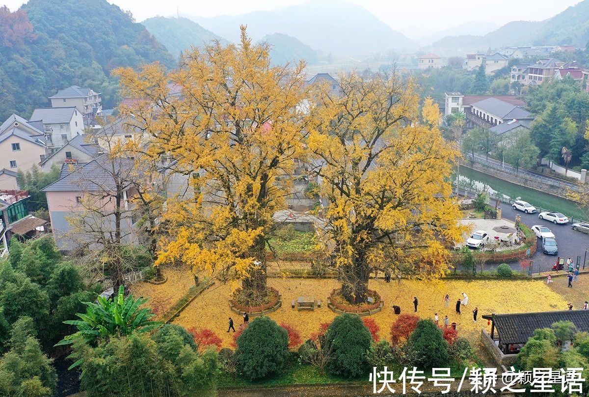 八都岕|浙江两处银杏长廊，一处声名远扬收费高，一处冷清低调免费欣赏