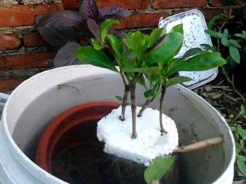鸭掌木|这4种花，剪个枝插水里，10天就生根，特别好养活！