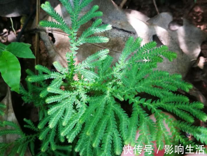 药用|人称“九死还魂草”,民间当草药用,有极高价值还可供观赏