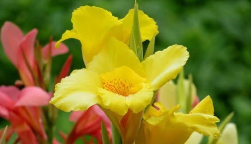 养护|最有仙气的3种花，家里养一盆，开花漂亮花期长，谁养谁喜欢