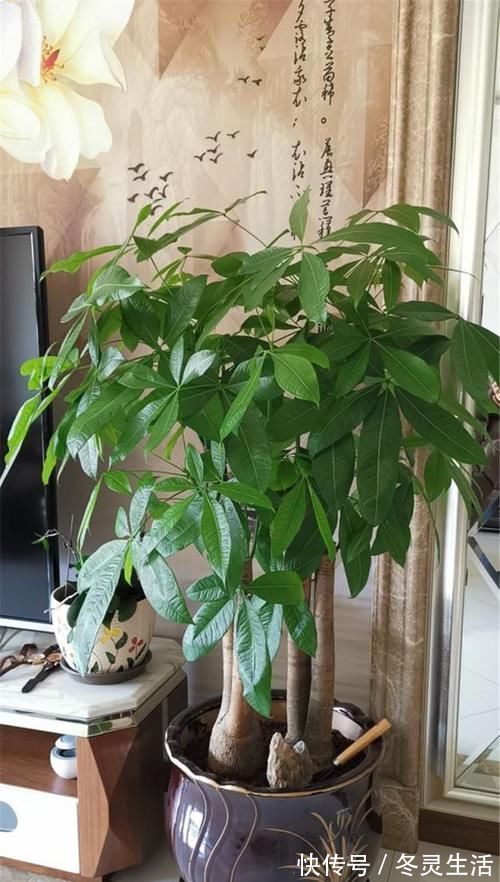 回顾2020年家庭花卉“8巨头”:第1种年年火,第4种人人爱