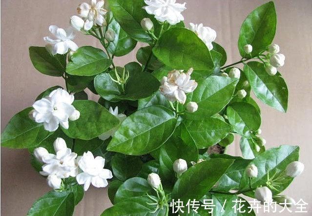 茉莉花|农历十月初三立冬后，养什么花？家里养3种花，福星高照福运绵绵