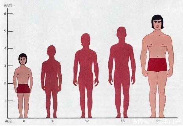 身高|我国人均身高是多少？低于这个身高，可真的就算是矮人了~