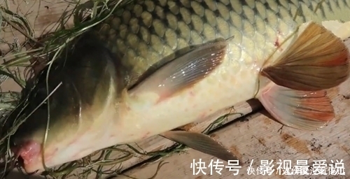 鲤鱼|煮熟的红薯做饵，气球为浮漂，放到大河中，钓获大鲤鱼，成本真低