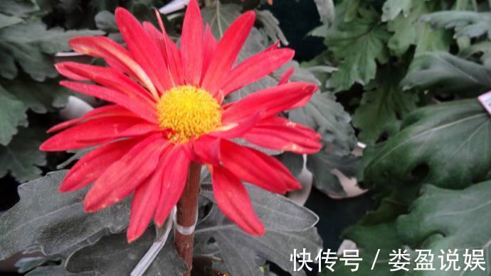 喜欢菊花,不如养盆“菊中稀品”红旗,似花蝴蝶展翅,红艳欲滴!
