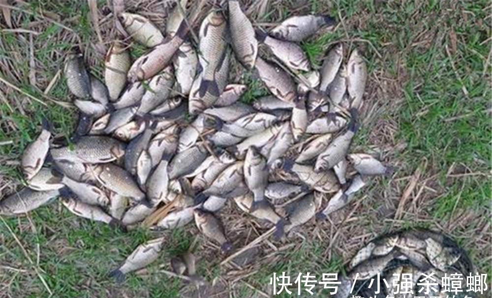 窝点|冬季鲫鱼开始扎堆,常规窝料难以奏效,用这种窝料,鱼会越钓越多