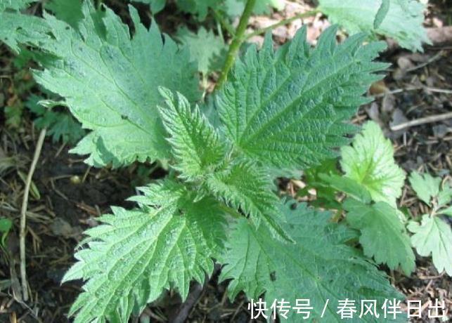 農村|農村常見的一類草，又稱“咬人草”，可祛濕止咳，改善月經不正常
