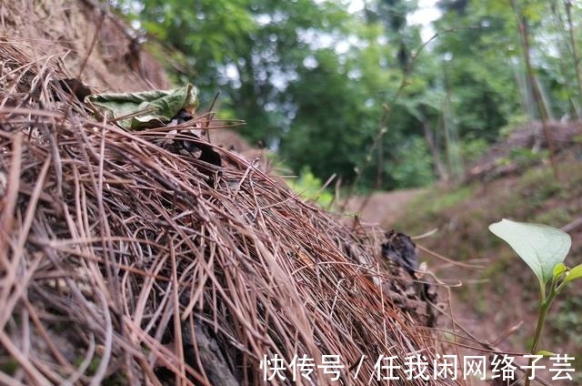 松针土的秘密,不在松针,也不在土,很多人种植兰花都用错了
